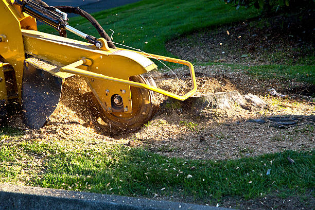 Best Lawn Renovation and Restoration  in Dyersville, IA